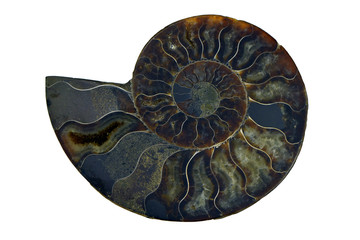 Fossiler Ammonit Versteinerung Fossilien