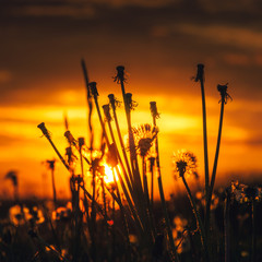 Dmuchawce o zachodzie słońca © Konrad