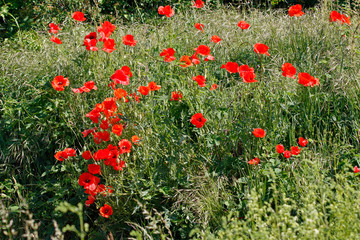 Fototapeta premium Klatschmohn
