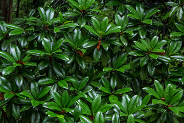 Natural background with Pittosporum Tobira lush foliage with water drops on green leaves after rain