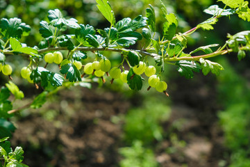 Dewy branch with gooseberries on a sunny morning in the Ukrainian garden. Copy space.