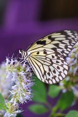 Butterfly close-up in nature during springtime