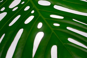 
Large leaf of tropical Monstera tree. Close-up.