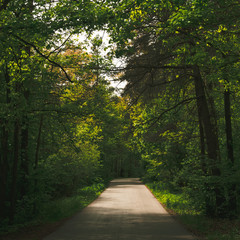 Obraz premium Droga w lesie...