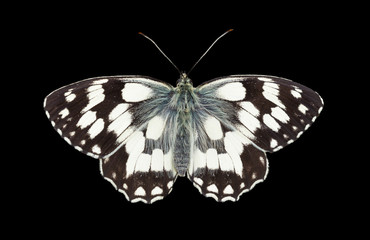 Butterfly with outstretched wings on a black background