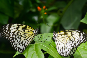 Butterflies couple close-up in nature during springtime