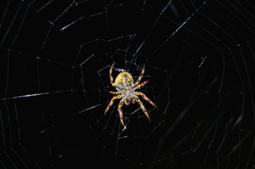 spider on the web