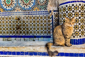 A cat rests on the Nejjarine Fountain in the Medina of Fes, Morocco, North Africa