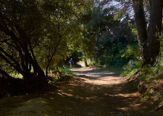 Obraz premium path in the forest