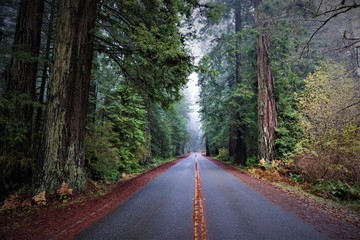 Road in beautiful Redwood National Park, USA.