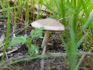 mushroom in the grass