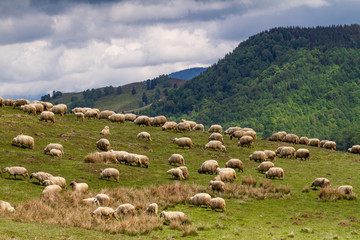 Sheep in the mountains