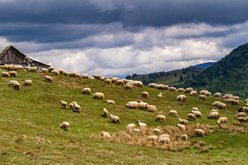Sheep in the mountains