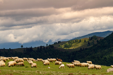 Sheep in the mountains