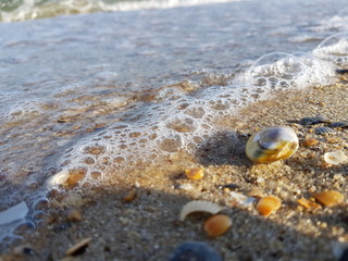 shells on the beach