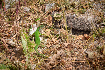 European green lizard (Lacerta viridis) sunbathing in the morning	