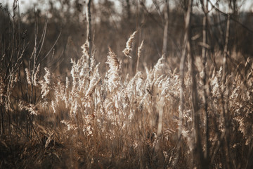 reeds at sunset