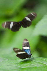 Butterfly close-up in nature during springtime	