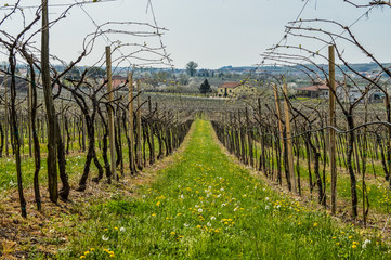 Obraz premium Vineyards on the hills of the Soave area near Verona in northern Italy, Soave is also a famous white italian wine.