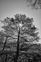 Fototapeta na wymiar Black and white, tree silhouete with nice shadows and light rays, sunstar from the sun