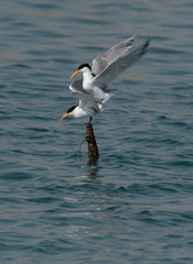 Lesser Crested Terns mating at Busaiteen coast, Bahrain