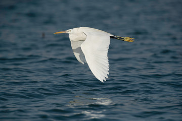 Great Egret flying at Busiateen coast of Bahrain