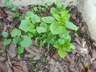 Few green colored vegetable leaf planted in the middle of a wall on fresh soil