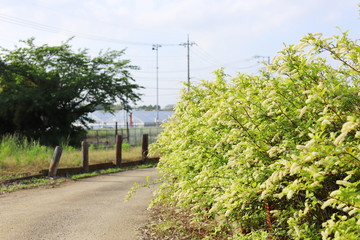 日本の郊外　緑と青空とビニールハウスの風景