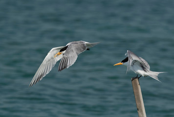 Lesser Crested Tern trying to offer fish to his mate , Bahrain