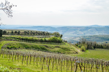 Obraz premium Vineyards on the hills of the Soave area near Verona in northern Italy, Soave is also a famous white italian wine.