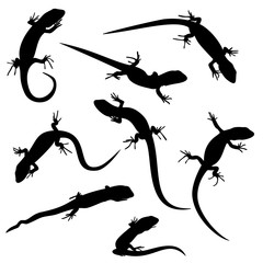 The black silhouettes of the young lizards are isolated on white background.