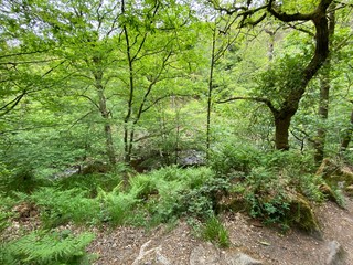 Fototapeta premium Ancient forest setting, with flora, plants and old trees, in, Hardcastle Crags, Hebden Bridge, UK