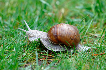 Weinbergschnecke