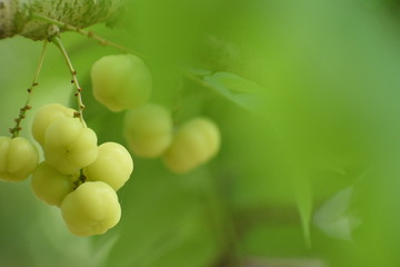 Indian gooseberry with green background - image