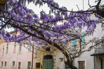 Amazing wisteria pergola in the streets of the old walled town of Soave, near Verona in Italy.