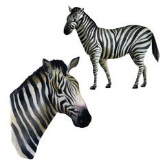 Watercolor illustration, set. Zebra standing on the side, portrait of a zebra.