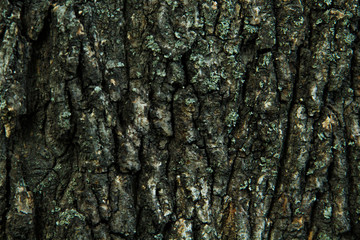 Obraz premium tree bark texture