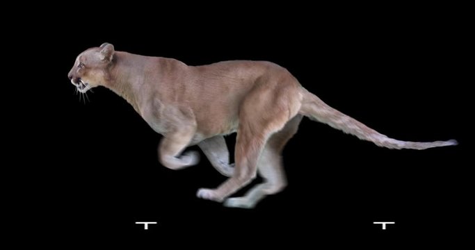 Cougar Puma running realistic animation. Isolated Mountain lion video including alpha channel allows to add background in post-production. Element for visual effects.