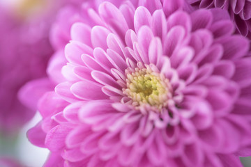 Beautiful chrysanthemum bud. Closeup macro photo
