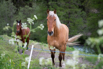 Horses graze in the alpine meadows.