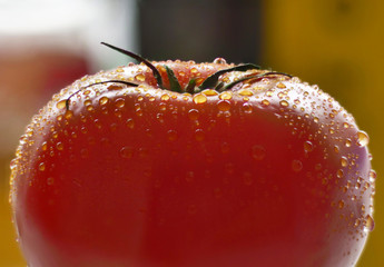 Tomato covered with water droplets