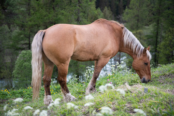 Naklejka na ściany i meble A horse grazes in the alpine meadows.