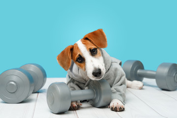 Smart puppy with sports equipment.