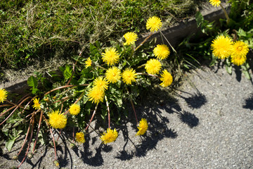 Bright yellow green dandelion bush growing on the road side. Sharp shadows of the flowers on the asphalt created by direct sun.  Blossoms craved into hard stone surface. Estonia, Baltic, Europe.