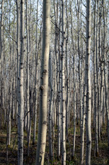 A forest full of thin white birch trees in Winnipeg, Manitoba