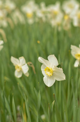 white daffodil in the clearing