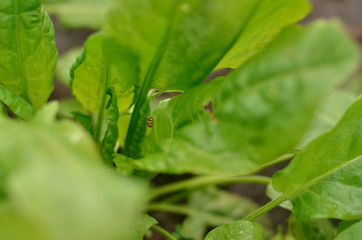 green sorrel leaves close up filling the frame on which a yellow ladybug crawls