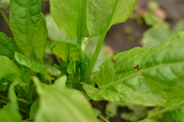 yellow ladybug crawling on sorrel leaves close up