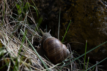 Snail creeps in the grass. Close up.