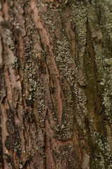 Apple tree bark covered with small lichen